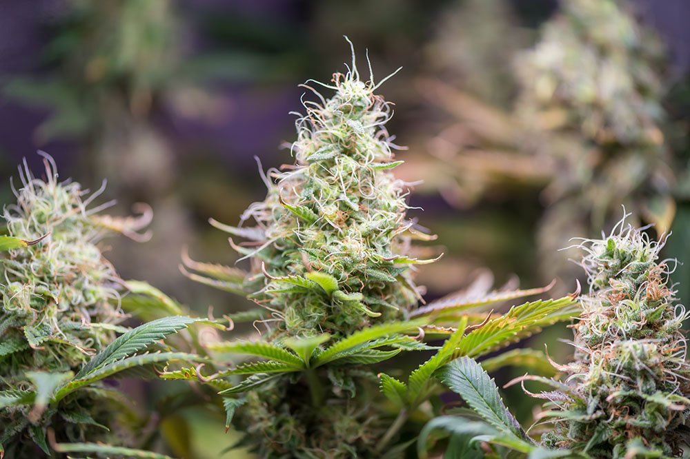 Quelle est la fleur de CBD la plus relaxante ?